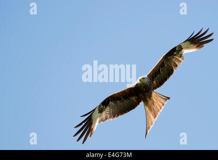 Nibbio reale Milvus milvus in volo contro il profondo blu del cielo sopra il Black Isle , Scozia Foto Stock