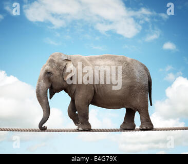 Elefante su tightrope Foto Stock