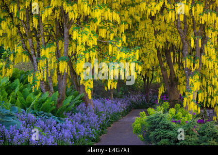 Il Maggiociondolo (catena d'Oro) alberi, alliums viola e Blue Bells in fiore a VanDusen Botanical Garden, Vancouver, British Columbia, Foto Stock