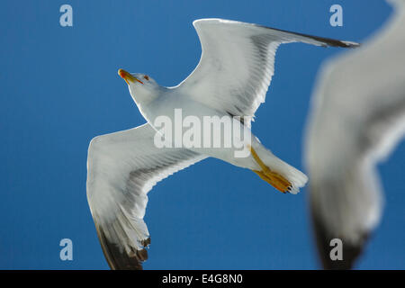 Gabbiani battenti contro il cielo blu Foto Stock