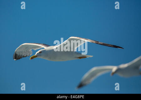 Due gabbiani battenti contro il cielo blu Foto Stock