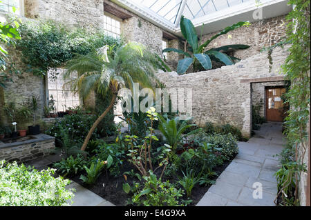 Impianti giganteschi nella pianta tropicale casa di Aberglasney House Foto Stock