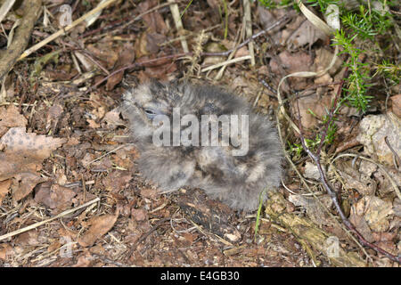 Nightjar - Caprimulgus europeus - pulcini nel nido. Foto Stock