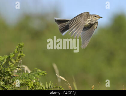 Meadow Pipit Anthus pratensis Foto Stock