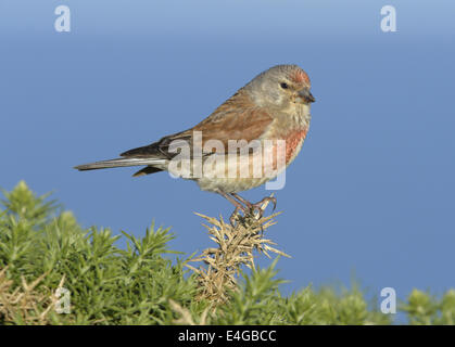Linnet - Linaria cannabina - estate maschio. Foto Stock