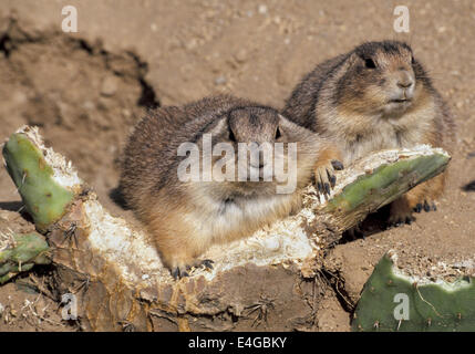 Una coppia di cani della prateria riceve nutrimento dal cactus e altre piante vicino a Tucson, Arizona, Stati Uniti. Il suono di avviso che essi fanno è come la corteccia di un cane. Foto Stock