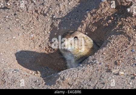 Un cane della prateria affiora la sua testa da una metropolitana burrow per iniziare il giorno foraggio per il cibo vicino alla sua famiglia colonia nel Wyoming, STATI UNITI D'AMERICA. Foto Stock