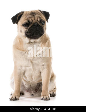 Burbero cane - pug con grouchy espressione isolato su sfondo bianco Foto Stock