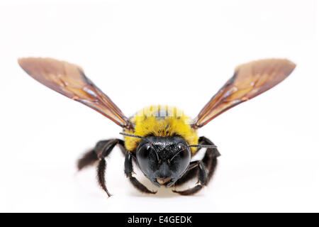 Carpenter bee Xylocopa pubescens su sfondo bianco Foto Stock