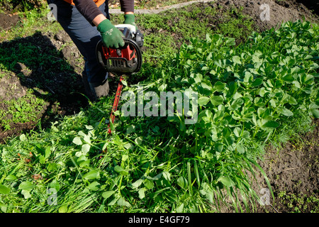 Abbattono concime verde raccolto utilizzando un tagliasiepi Foto Stock