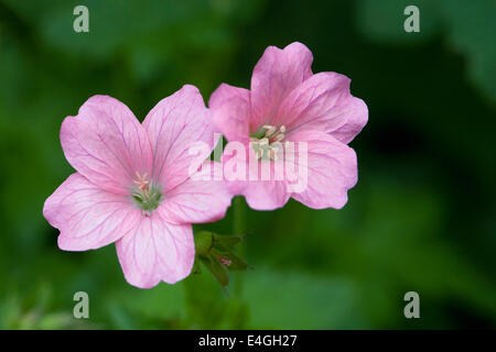 Geranio x oxonianum 'Wargrave rosa' nel giardino. Foto Stock