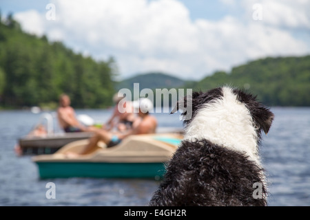 Un cane bagnato di seduta sul dock cottage orologi persone nuotare e andare in barca sul Lago di Baie di Muskoka Ontario Canada Foto Stock