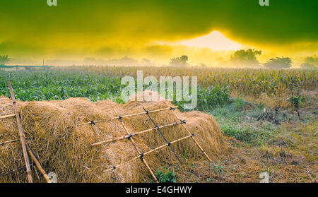 The landscape scene of field with sunrise in the morning. Foto Stock