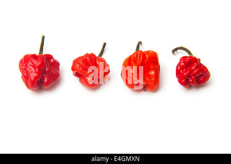 Scotch Bonnet il peperoncino o dei Caraibi peperoni isolato su un bianco di sfondo per studio. Foto Stock