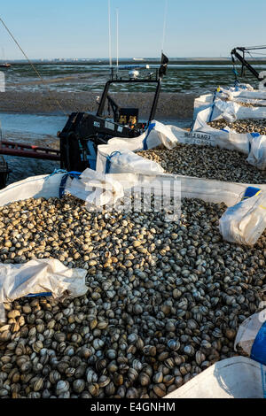 Un freschissimo pescato di cardidi sbarcati sulla banchina a Leigh on Sea. Foto Stock