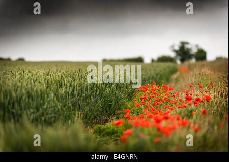 Papaveri noioso rhoeas che cresce in un campo di Norfolk. Foto Stock