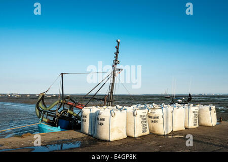 Un freschissimo pescato di cardidi sbarcati sulla banchina a Leigh on Sea. Foto Stock