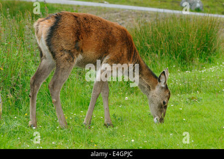 Cervo - Cervus elaphus Rannoch Moor, Scozia Foto Stock