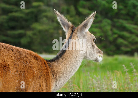 Cervo - Cervus elaphus Closeup di testa. Rannoch Moor, Scozia Foto Stock