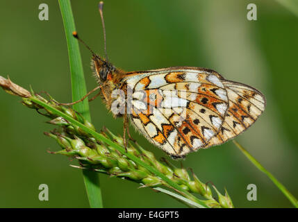 Piccola perla-confine Fritillary Butterfly - Boloria selene inferiore sull'erba Foto Stock