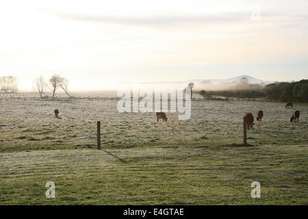 Le mucche sono nel paddock-farm nel gelo invernale è in erba e la nebbia è all'orizzonte che copre la montagna Foto Stock