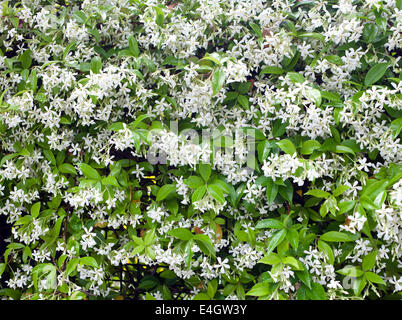 Gruppo di Sampaguita bianco gelsomino o arabo di fiori di gelsomino. Foto Stock