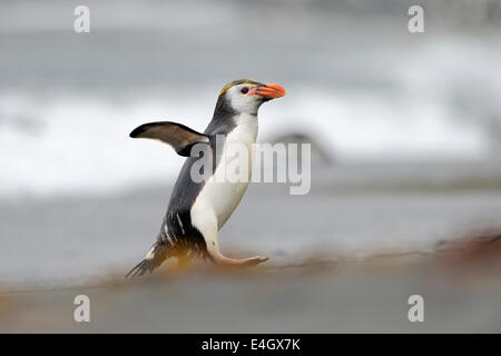 Royal Penguin (Eudyptes schlegeli) passeggiate sulla spiaggia di Macquarie Island, sub acque antartiche di Australia. Foto Stock