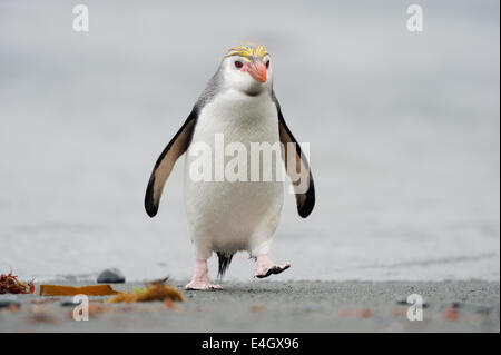 Royal Penguin (Eudyptes schlegeli) passeggiate sulla spiaggia di Macquarie Island, sub acque antartiche di Australia. Foto Stock