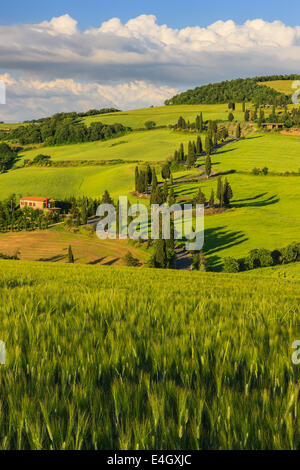 Winding Road vicino a Monticchiello con i famosi cipressi nel cuore della Toscana, Italia Foto Stock