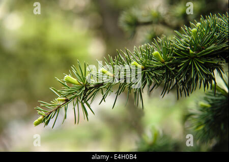 Atlas cedro Cedrus atlantica. Foto Stock