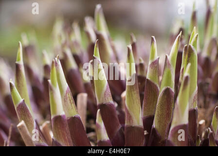 Hosta, Hosta cultivar. Foto Stock