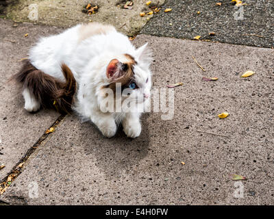 Bagno Turco Van cat con lunghi morbidi i capelli bianchi, cespugliosa coda marrone, occhi blu e marrone e marcatura eyepatch Foto Stock