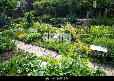 Piante medicinali in Queen's Garden, Kew Palace e Kew Royal Botanic Gardens, London, Regno Unito Foto Stock