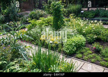 Piante medicinali in Queen's Garden, Kew Palace e Kew Royal Botanic Gardens, London, Regno Unito Foto Stock