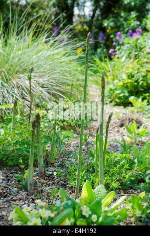 Asparagi, Asparagus officinalis. Foto Stock