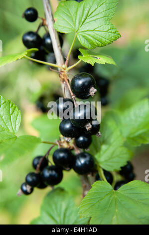 Ribes,, Ribes nero Ribes nigrum. Foto Stock