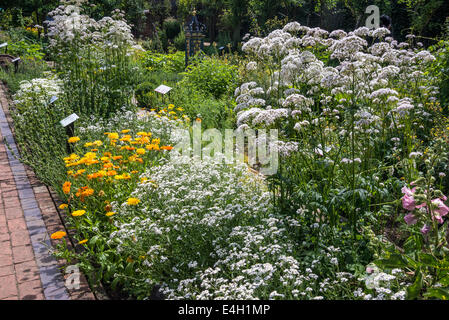 Piante medicinali in Queen's Garden, Kew Palace e Kew Royal Botanic Gardens, London, Regno Unito Foto Stock