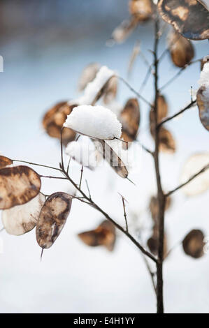 L'onestà, la Lunaria annua. Foto Stock