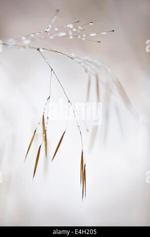 Golden avena, Stipa gigantea. Foto Stock