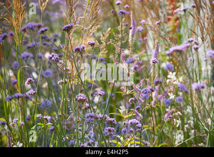 La verbena, Brasiliano verbena, Verbena bonariensis. Foto Stock