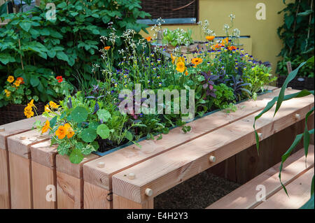 I nasturzi, Tropaeolum majus "Alaska salmone arancione". Foto Stock