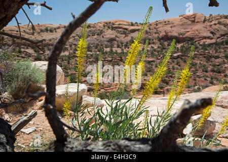 Moab Utah - Prince's Plume (Stanleya pinnata) in fiore nel parco nazionale di Canyonlands. Foto Stock