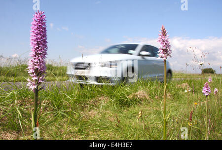 Il traffico passa common spotted orchidee crescere in una strada nella riserva naturale del Peak District, Derbyshire, England, Regno Unito Foto Stock