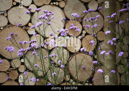 La verbena, Brasiliano verbena, Verbena bonariensis. Foto Stock