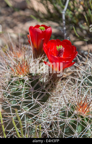 Moab Utah - Hedgehog cactus (Echinocereus) in fiore nel parco nazionale di Canyonlands. Foto Stock