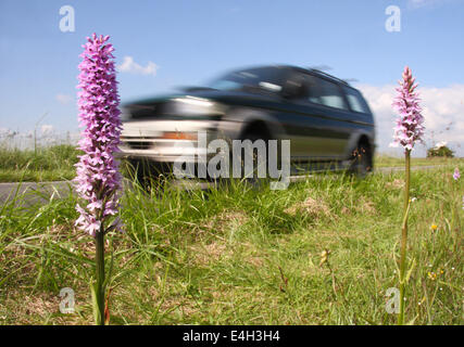 Il traffico passa common spotted orchidee crescere in una strada nella riserva naturale del Peak District, Derbyshire, England, Regno Unito Foto Stock