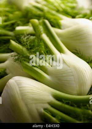 Finocchio, Firenze finocchio Foeniculum vulgare. Foto Stock