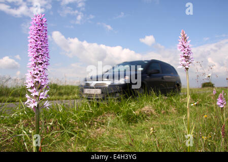 Il traffico passa common spotted orchidee crescere in una strada nella riserva naturale del Peak District, Derbyshire, England, Regno Unito Foto Stock