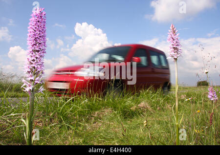 Il traffico passa common spotted orchidee crescere in una strada nella riserva naturale del Peak District, Derbyshire, England, Regno Unito Foto Stock