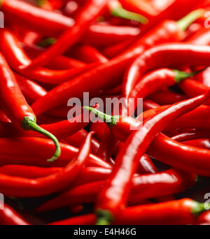 Il peperoncino, il peperoncino jalapeno, Capsicum annuum. Foto Stock